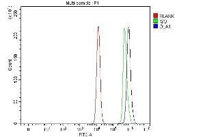 Flow Cytometry analysis of Raji cells using anti-GTPBP9/OLA1 antibody (ABIN7602489).