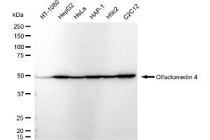 Western blotting analysis using Olfactomedin 4 antibody (ABIN7799698).