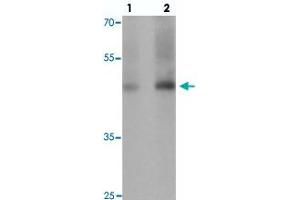 Western blot analysis of GDF1 in rat lung tissue with GDF1 polyclonal antibody  at (1) 1 and (2) 2 ug/mL. (GDF1 抗体  (N-Term))