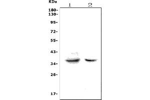 Western blot analysis of Fas using anti-Fas antibody (ABIN7601797).