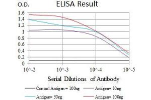 Black line: Control Antigen (100 ng), Purple line: Antigen(10 ng), Blue line: Antigen (50 ng), Red line: Antigen (100 ng), (MRPL42 抗体  (AA 10-142))
