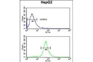 FBXL5 Antibody (N-term) (ABIN653358 and ABIN2842834) flow cytometric analysis of HepG2 cells (bottom histogram) compared to a negative control cell (top histogram). (FBXL5 抗体  (N-Term))