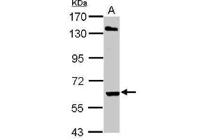 ARIH2 antibody  (C-Term)