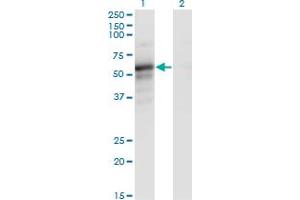 Western Blot analysis of PAIP1 expression in transfected 293T cell line by PAIP1 monoclonal antibody (M02A), clone 7E7. (PAIP1 抗体  (AA 76-185))