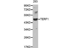 Western blot analysis of extracts of 293 cell line, using TERF1 antibody. (TRF1 抗体  (AA 240-419))