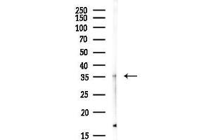 Western blot analysis of lysates from HepG2 cells(starvation, 24h treatment), using APEX1 Antibody at 1/1000 dilution.