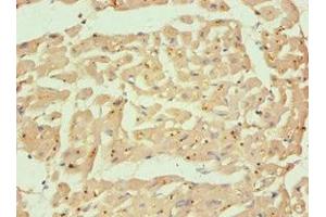 Immunohistochemistry of paraffin-embedded human heart tissue using ABIN7146530 at dilution of 1:100 (CAPNL1 抗体  (Catalytic Subunit))