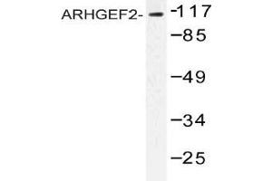 Western blot (WB) analysis of ARHGEF2 antibody in extracts from NIH cells. (ARHGEF2 抗体)