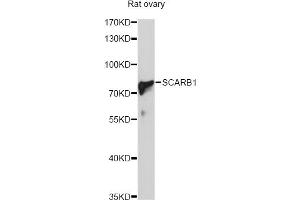 Western blot analysis of extracts of rat ovary, using SCARB1 Antibody (ABIN5970764) at 1/1000 dilution. (SCARB1 抗体)