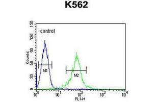 Flow cytometric analysis of K562 cells using GAS2L1 Antibody (C-term) Cat-No AP51782PU-N (right histogram) compared to a negative control cell (left histogram).