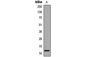 Western blot analysis of Histone H3 (AcK18) expression in HeLa TSA-treated (A) whole cell lysates. (Histone 3 抗体  (H3K18ac))