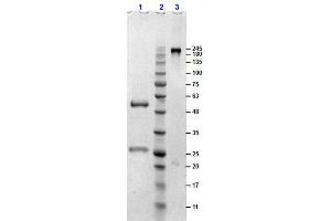 SDS-PAGE results of Sheep Gamma Globulin. (gamma Globulin Fraction 蛋白)