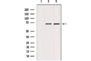 Western blot analysis of extracts from various samples, using ATP6V1A antibody. (ATP6V1A 抗体  (C-Term))
