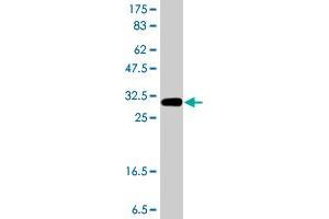 Western Blot detection against Immunogen (37. (RASSF5 抗体  (AA 100-206))