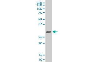 SIX3 monoclonal antibody (M04), clone 1A2. (SIX3 抗体  (AA 273-332))