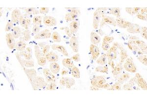 Immunohistochemistry (IHC) image for anti-Cytochrome C Oxidase Subunit IV Isoform 1 (COX4I1) (AA 1-169) antibody (ABIN7441013)