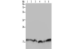 Western Blotting (WB) image for anti-Ras Homolog Enriched in Brain (RHEB) antibody (ABIN2822663) (RHEB 抗体)