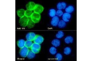(ABIN1589997) Immunofluorescence analysis of paraformaldehyde fixed Jurkat cells immobilized on ShifixTM coverslip, permeabilized with 0. (ITK 抗体  (Internal Region))