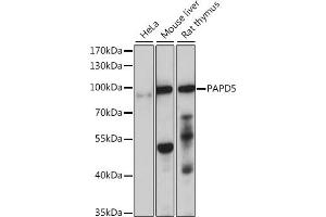 Western blot analysis of extracts of various cell lines, using P antibody (ABIN7269170) at 1:1000 dilution. (PAPD5 抗体  (AA 480-590))