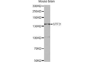 Western blot analysis of extracts of mouse brain, using GTF2I antibody (ABIN5995399) at 1/500 dilution. (GTF2I 抗体)