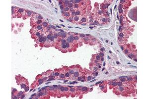 Anti-WNT3A antibody IHC of human prostate. (WNT3A 抗体  (N-Term))
