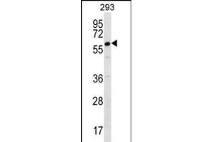 DAZ2 Antibody (C-term) (ABIN656229 and ABIN2845544) western blot analysis in 293 cell line lysates (35 μg/lane). (DAZ2 抗体  (C-Term))