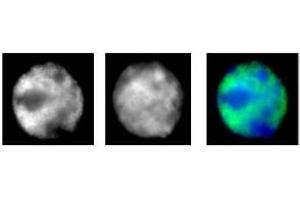 RNA pol II antibody (mAb) (Clone 1F4B6) tested by immunofluorescence. (POLR2A/RPB1 抗体)