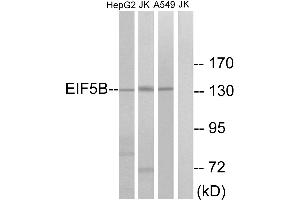 Western blot analysis of extracts from HepG2 cells, Jurkat cells and A549 cells, using EIF5B antibody. (EIF5B 抗体  (Internal Region))