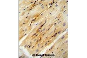 GPD1L antibody (N-term) (ABIN654680 and ABIN2844374) immunohistochemistry analysis in formalin fixed and paraffin embedded mouse heart tissue followed by peroxidase conjugation of the secondary antibody and DAB staining. (GPD1L 抗体  (N-Term))
