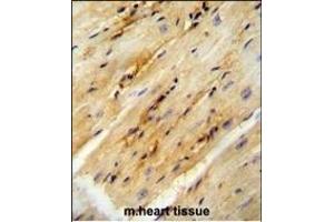 GPD1L antibody (N-term) (ABIN654680 and ABIN2844374) immunohistochemistry analysis in formalin fixed and paraffin embedded mouse heart tissue followed by peroxidase conjugation of the secondary antibody and DAB staining. (GPD1L 抗体  (N-Term))