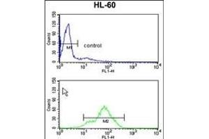 TSN1 Antibody (Center) (ABIN652638 and ABIN2842428) flow cytometry analysis of HL-60 cells (bottom histogram) comred to a negative control cell (top histogram). (TSPAN1 抗体  (AA 140-167))