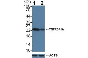 Knockout Varification: Lane 1: Wild-type Hela cell lysate; Lane 2: TNFRSF1A knockout Hela cell lysate; Predicted MW: 50,38,25kDa Observed MW: 23kDa Primary Ab: 3µg/ml Rabbit Anti-Human TNFRSF1A Antibody Second Ab: 0. (TNFRSF1A 抗体  (AA 248-428))