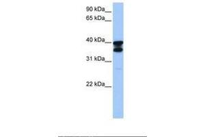 Image no. 1 for anti-Solute Carrier Family 25 (Mitochondrial Carrier, Adenine Nucleotide Translocator), Member 31 (SLC25A31) (AA 25-74) antibody (ABIN6738911) (SLC25A31 抗体  (AA 25-74))