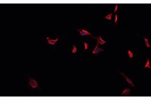 ABIN6269303 staining HeLa cells by IF/ICC. (FOXO4 抗体  (C-Term))