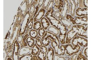 ABIN6279105 at 1/100 staining Mouse kidney tissue by IHC-P. (GALM 抗体  (C-Term))