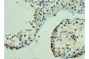 Immunohistochemistry of paraffin-embedded human testis tissue using ABIN7169136 at dilution of 1:100
