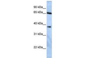 Image no. 1 for anti-Ubiquitin Specific Peptidase 3 (USP3) (AA 180-229) antibody (ABIN6740347) (USP3 抗体  (AA 180-229))