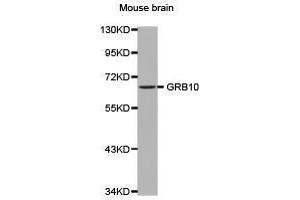 Western Blotting (WB) image for anti-Growth Factor Receptor-Bound Protein 10 (GRB10) antibody (ABIN2650918) (GRB10 抗体)