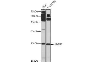 Western blot analysis of extracts of various cell lines, using HB-EGF Rabbit pAb (ABIN7267617) at 1:1000 dilution. (HBEGF 抗体  (AA 20-160))