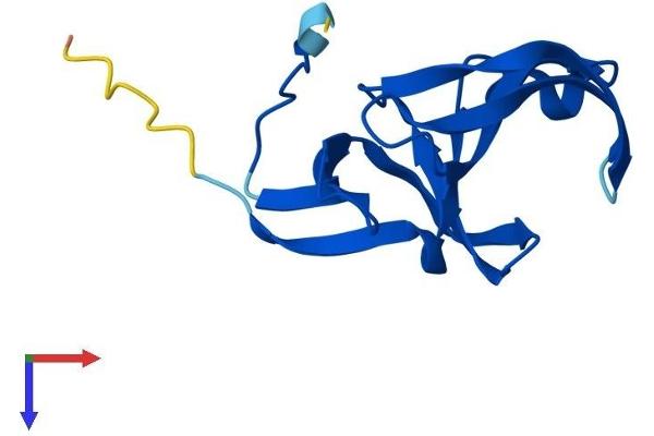 YPEL5 Protein (AA 1-121) (His tag)