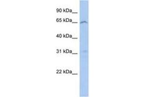 Image no. 1 for anti-Mitochondrial Calcium Uptake Family, Member 3 (MICU3) (AA 71-120) antibody (ABIN6743890) (EFHA2 抗体  (AA 71-120))