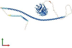 Protein Structure (PS) image for ATG16 Autophagy Related 16-Like 1 (ATG16L1) (AA 1-607) protein (His tag) (ABIN7551747)