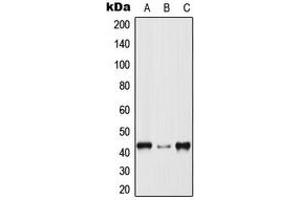 Western blot analysis of p38 expression in HeLa (A), Raw264. (MAPK14 抗体  (Center))