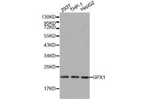 Western blot analysis of extracts of various cell lines, using GPX1 antibody. (Glutathione Peroxidase 1 抗体  (AA 50-203))