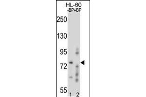 Western blot analysis of RNF40 Antibody Pab pre-incubated without(lane 1) and with(lane 2) blocking peptide in HL-60 cell line lysate. (RNF40 抗体  (C-Term))