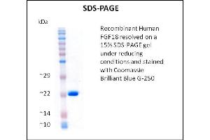 SDS-PAGE (SDS) image for Fibroblast Growth Factor 18 (FGF18) (Active) protein (ABIN5509477) (FGF18 蛋白)