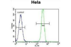 Flow cytometric analysis of Hela cells (right histogram) compared to a negative control cell (left histogram) using MSH2 Antibody , followed by FITC-conjugated goat-anti-rabbit secondary antibodies. (MSH2 抗体  (Middle Region))