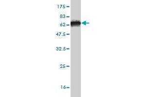 Western Blot detection against Immunogen (60.
