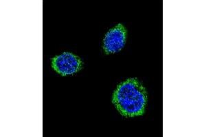 Confocal immunofluorescent analysis of GAD2 Antibody (Center) (ABIN655070 and ABIN2844700) with 293 cell followed by Alexa Fluor® 488-conjugated goat anti-rabbit lgG (green). (GAD65 抗体  (AA 109-138))