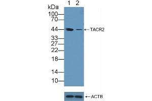 anti-Tachykinin Receptor 2 (TACR2) (AA 92-290) antibody